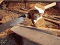 いちご大福動画11