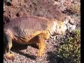 Galapagos Land Iguanas Galapagos Land Iguanas