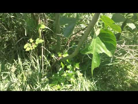 how to replant a fig branch