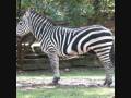 videos de Zebra downed a camera man!!