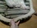 Lazy Poodle Dog Teddy