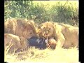 ati2 ya kalo ke safari