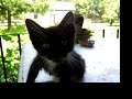The BatCat Mrow