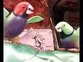 nice birds