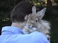 Lionhead\ Lionhead\