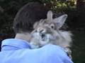 Lionhead's Roar