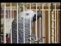 Swearing Parrot Total Nutter Sparky Swearing Parrot Total Nutter Sparky