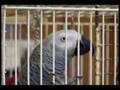 Swearing Parrot Total Nutter Sparky