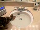 Bengal Kitten fishes toy from water 2 Bengal Kitten fishes toy from water 2