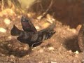 Betta channoides, Maulbrütender Zwerg-Kampffisch Betta channoides, Maulbrütender Zwerg-Kampffisch