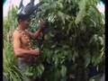 Ceremonia de Ayahuasca - Primer Icaro