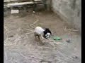 Re: CONEJITO PELUCHITO (VERSION COMPLETA)