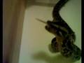 Akuma the burmese python eating a living mouse!
