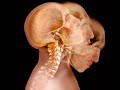 anatomia e arte