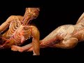 Anatomia e Arte
