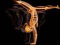 Anatomia e Arte