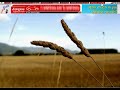 CashFiesta AutoClicker By MastaChu