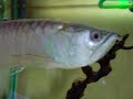 My Aquarium 3