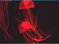 Aquapict Jellyfish from Japan - totally looks real!
