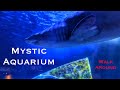 Mystic Aquarium Summer At The Museum