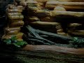 custom background - 20 gallon semi-aquatic