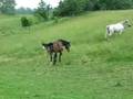 Sparky babies playing