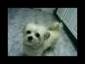 el perro que habla-talking dog el perro que habla-talking dog