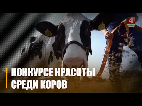 Конкурс прыгажосці сярод кароў правядуць Беларусі видео