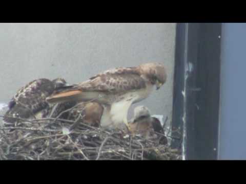 See video