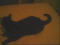 Milus Playing