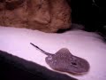 Rochen im Aquarium