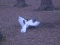 Hardcore Duck Fight