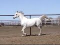 DD Radiance, White Arabian Mare at Liberty DD Radiance, White Arabian Mare at Liberty