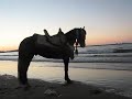 Horse with no name