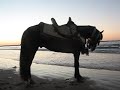 Horse with no name