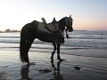 Horse with no name