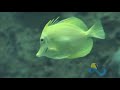 Vive Veracruz - Acuario