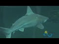 Vive Veracruz - Acuario