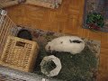 Little Bunny Jumping and Skipping #2