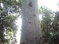 Tane Mahuta Tane Mahuta