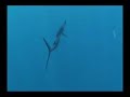 Sailfishing - Underwater Footage Sailfishing - Underwater Footage