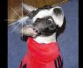 Laila  ボストンテリア Boston Terrier