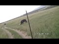 Lion attacks buffalo (Masai Mara, Kenya)
