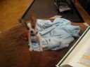 Ponce the papillon
