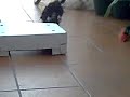 Iura en el patio practicando el salto de caja de fruta!