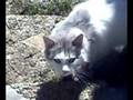 the best titti(my cat)