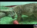 new-giraffe-at-denver-zoo.html