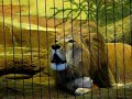 Lincoln Park Zoo - Chicago Lincoln Park Zoo - Chicago