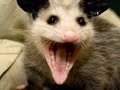 AMAZING  Animals,Pets and People!-Damn Funny Stuff