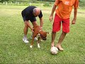 Cãobol Cãobol